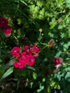 Bart-Nelke (Dianthus barbatus) in Weidach