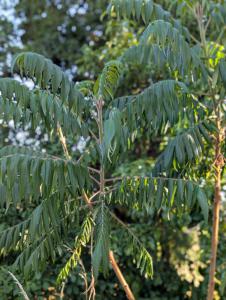 Essigbaum Raum Kasendorf