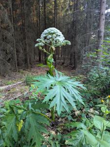 Riesen-Bärenklau (Heracleum mantegazzianum) in Weidach