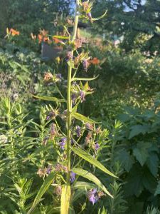 Pfirsichblättrige Glockenblume (Campanula persicifolia) Raum Kasendorf, Oberfranken