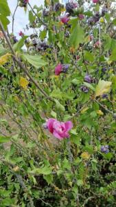 Straucheibisch (Hibiscus syriacus) in Seubersdorf