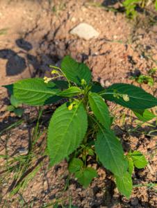Kleinblütiges Springkraut Raum Kasendorf