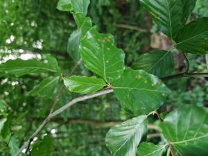 Rotbuche (Fagus sylvatica) in Seubersdorf
