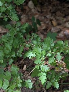 Eingriffeliger Weißdorn (Crataegus monogyna) in Weidach Callenberger Forst