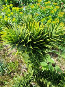 Chilenische Araukarie Raum Kasendorf