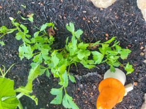 Liebstöckel (Levisticum officinale) in Seubersdorf