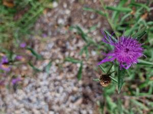 Wiesen-Flockenblume (Centaurea jacea) in Seubersdorf