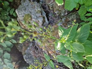 Knotige Braunwurz (Scrophularia nodosa) in Seubersdorf