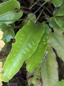Hirschzunge (Asplenium scolopendrium) in Weidach