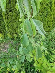 Berg-Ulme (Ulmus glabra) Raum Kasendorf, Oberfranken
