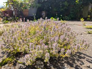 Feld-Thymian (Thymus serpyllum) in Weidach