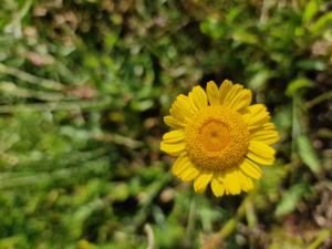 Färber-Hundskamille (Anthemis tinctoria) in Seubersdorf