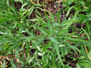 Neubelgische Aster (Symphyotrichum novi-belgii) in Seubersdorf