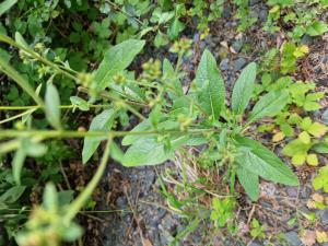 Dürrwurz-Alant (Inula conyzae) Raum Kasendorf, Oberfranken