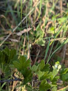 Stachelbeere (Ribes uva-crispa) in Weidach