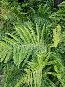 Gewöhnlicher Wurmfarn (Dryopteris filix-mas) in Seubersdorf