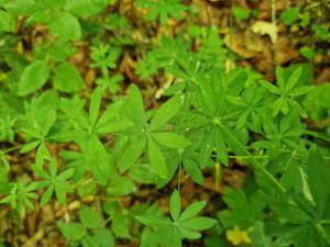 Wald-Labkraut (Galium sylvaticum) in Seubersdorf
