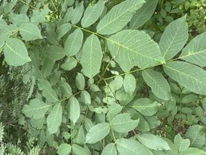 Echte Walnuss (Juglans regia) in Döllnitz