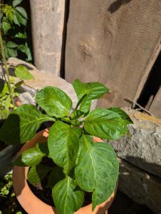 Paprika (Capsicum annuum) in Weidach