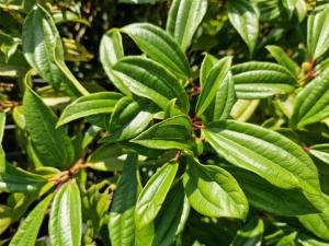 Immergrüner Kissen-Schneeball (Viburnum davidii) in Seubersdorf