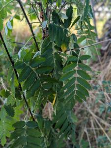 Eberesche (Sorbus aucuparia) in Weidach