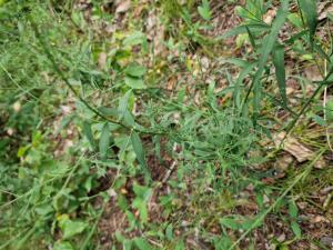 Bayerisches Vermeinkraut (Lysimachia nemorum) Raum Kasendorf, Oberfranken