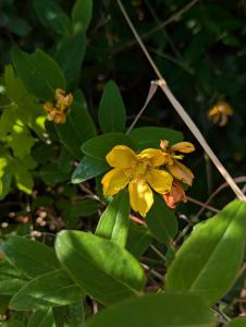 Großkelchiges Johanniskraut (Hypericum calycinum) in Weidach