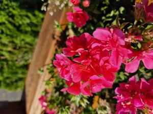 Schildartige Pelargonie (Pelargonium peltatum) in Seubersdorf