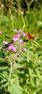 Gewöhnlicher Wirbeldost (Clinopodium vulgare) in Weidach Callenberger Forst