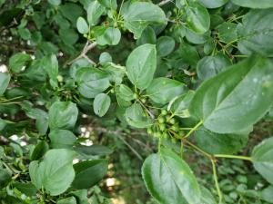 Purgier-Kreuzdorn Raum Kasendorf