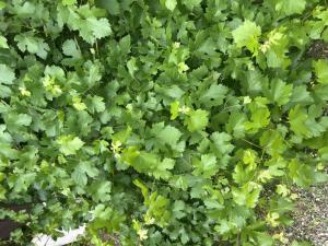 Weinrebe (Vitis vinifera) in Döllnitz