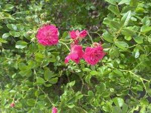 Kletterrose (Rosa sp.) Raum Kasendorf, Oberfranken
