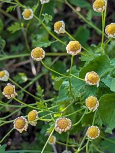 Mutterkraut (Tanacetum parthenium) in Weidach