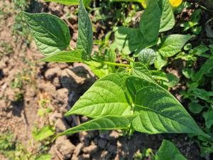 Bohne (Phaseolus vulgaris) in Seubersdorf