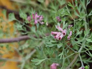 Blasser Erdrauch (Fumaria vaillantii) Raum Kasendorf, Oberfranken
