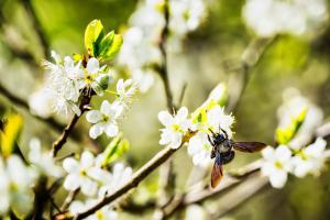 Schlehdorn (Prunus spinosa) in Lopp