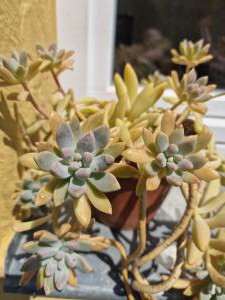 Ghost plant (Graptopetalum paraguayense) in Hutschdorf