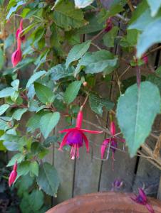 Scharlach Fuchsie (Fuchsia magellanica) in Weidach