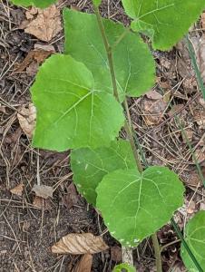 Espe (Populus tremula) in Weidach Callenberger Forst