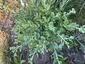 Purpur-Waldfetthenne (Hylotelephium telephium) Raum Kasendorf, Oberfranken