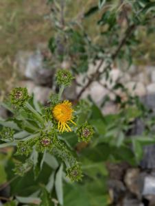 Echter Alant (Inula helenium) in Weidach