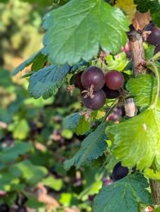 Schwarze Johannisbeere (Ribes nigrum) in Weidach
