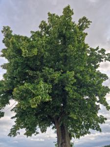 Sommer-Linde (Tilia platyphyllos) in Seubersdorf
