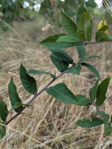 Echte Mispel (Mespilus germanica) in Weidach
