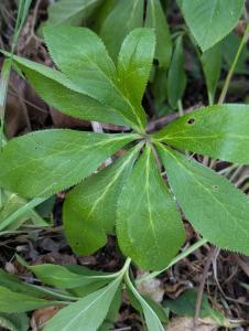 Grüne Nieswurz (Helleborus viridis) Raum Kasendorf, Oberfranken