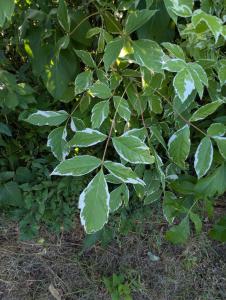 Eschen-Ahorn (Acer negundo) in Weidach
