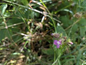 Rote Lichtnelke (Silene dioica) in Weidach