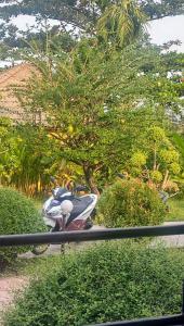 Kalebassenbaum (Crescentia cujete) Raum Kasendorf, Oberfranken