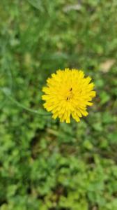 Gewöhnliche Ferkelkraut Raum Kasendorf