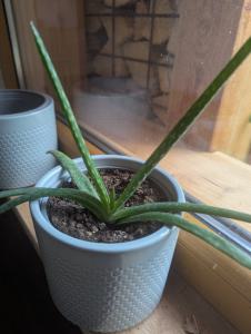 Echte Aloe (Aloe vera) Raum Kasendorf, Oberfranken